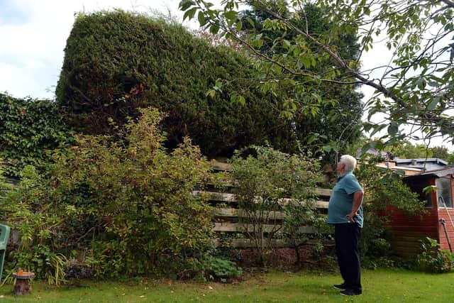 The “monstrous” conifer hedge - 30 feet high