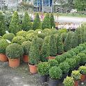 Bradders Nursery Plants Trees & Shrubs, Riddings Farm, Old Brampton, Chesterfield S42 7JH.
Rating: 4.6/5 (based on 38 Google reviews)