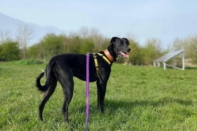 Dogs Trust: 12 loving dogs looking for a forever home in Derbyshire