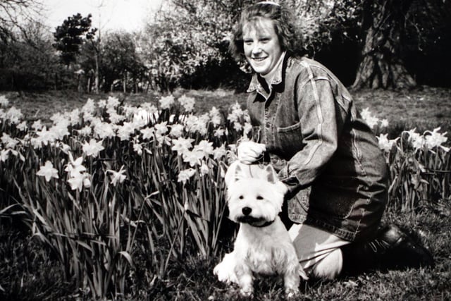 Daffodils in Alfreton Park, April 1992.