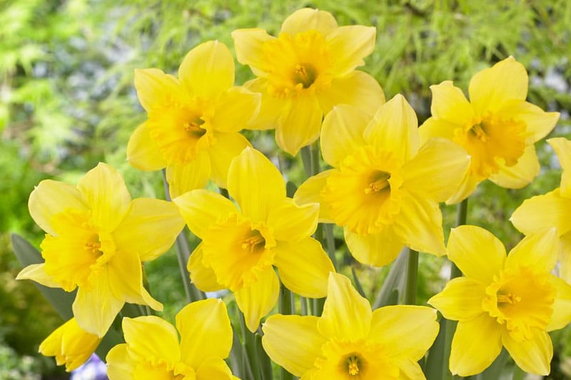 A host of golden daffodils!