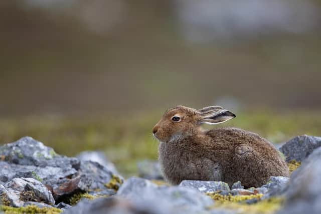 This is how a Moutain Hare nomally looks this time of year. Credit: Brian Matthews / SWNS.com.