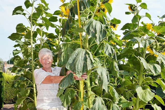 The tallest sunflower in Pat's garden is 9ft.