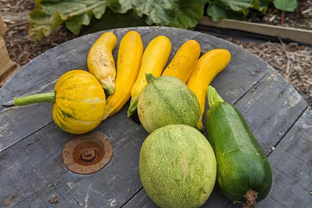 We have been harvesting all sorts, but so far our favourites have been courgettes, beetroot and some lovely squashes.