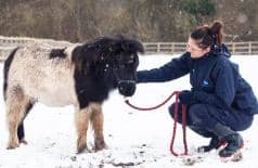 One little pony who found sanctuary with the RSPCA