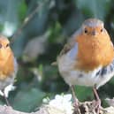 A stunning close-up shot from David Hodgkinson shows this pair of robins.