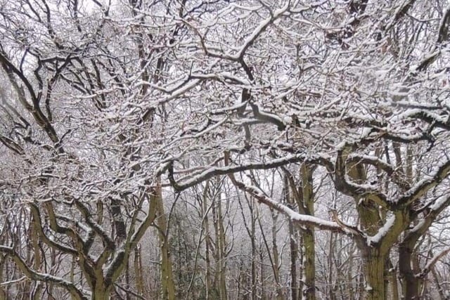 A snowy woods. From Sarah Blackham.