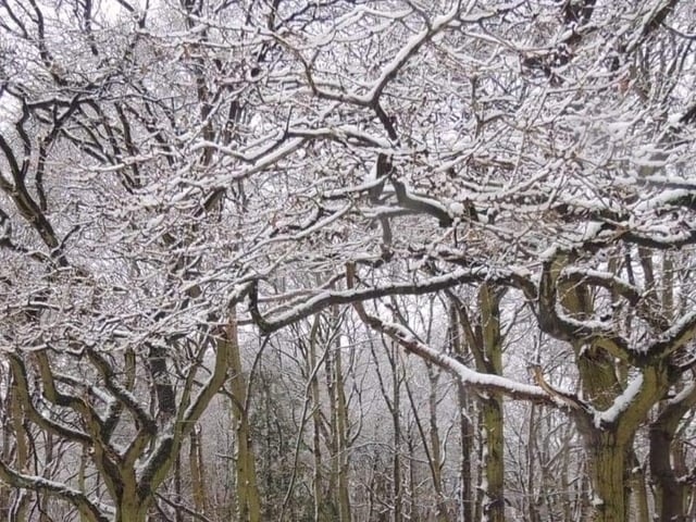 A snowy woods. From Sarah Blackham.
