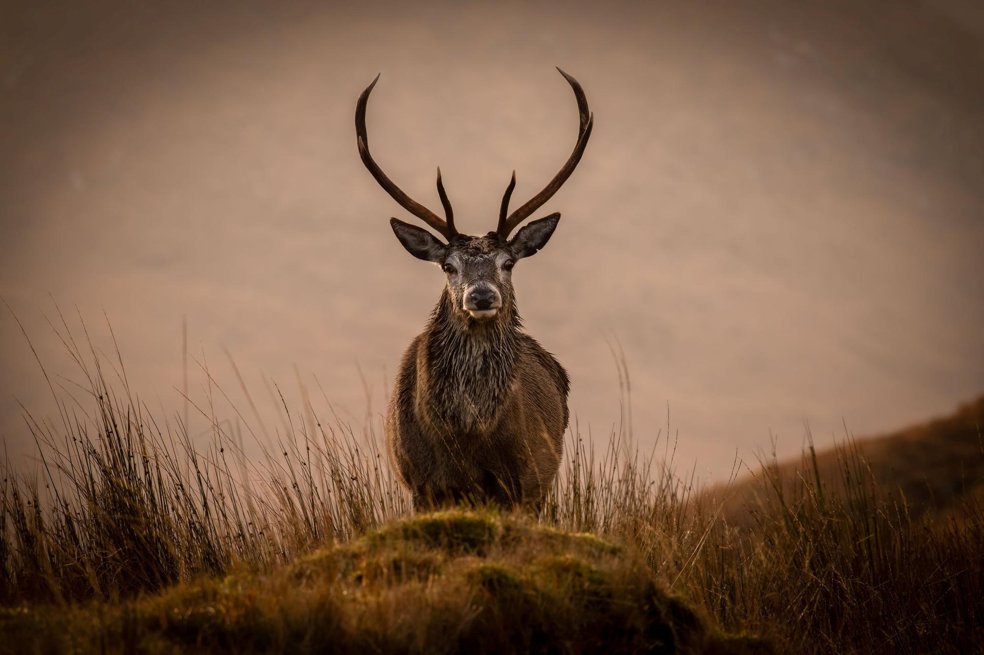 The stags blocked a single track road, with Munro Gairich looming on the horizon, and Loch Quoich in the foreground.
