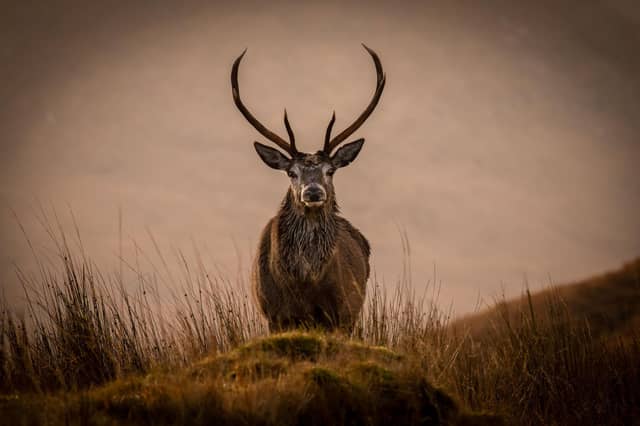 The stags blocked a single track road, with Munro Gairich looming on the horizon, and Loch Quoich in the foreground.