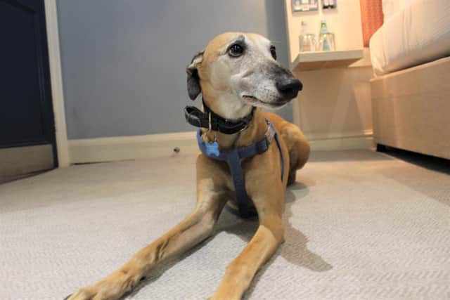 A visit to a cosy dog-friendly hotel with our pet whippet was just what the doctor ordered.