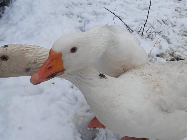 Winter birds. From Aaron Mcintyre.