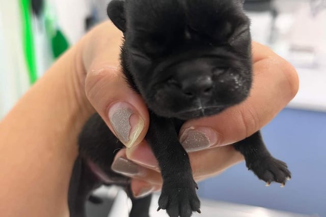 The puppies were found by a member of the public who rushed them to a vets.