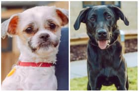 A shih-tzu named Rose and a labrador retriever named Paddy are among the adorable dogs looking for homes at Chesterfield RSPCA's centre on Spital Lane.