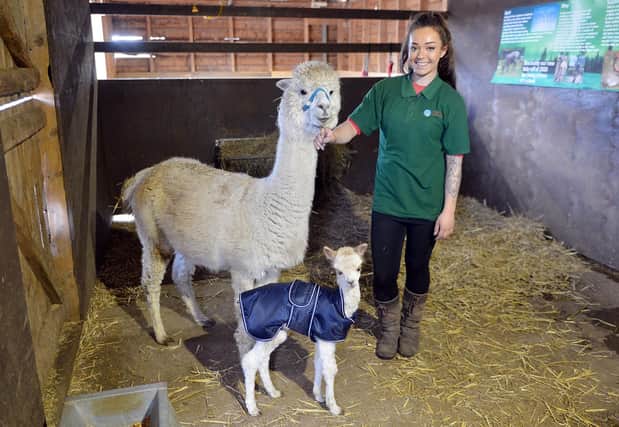 Farm assistant Eleanor Perkins with the new alpaca at Willow Tree Farm.