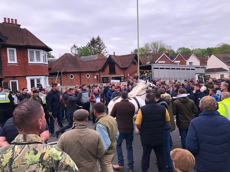 A white horse in Wickham this morning.