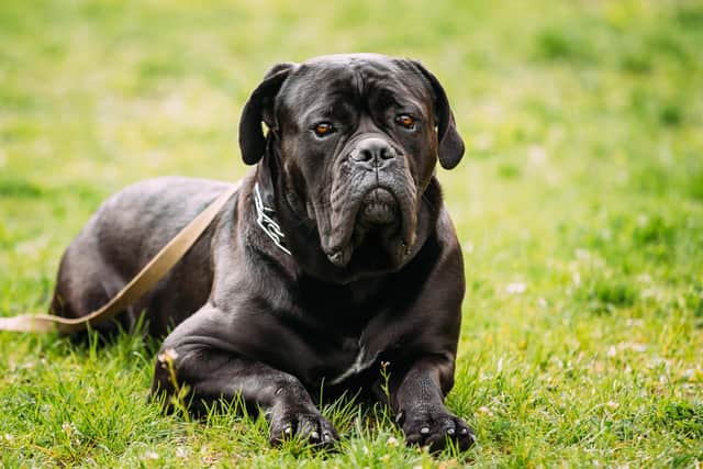 An Alfreton woman’s large dog – a Cane Corso – sank it’s teeth into a dog lover’s knee when she approached the snarling hound, despite being warned not to. Picture for illustration purposes only.