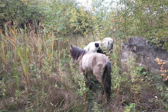 After receiving a report on the weekend, officers attended the site in the morning of Sunday, October, 9 and agreed the animals were in poor condition