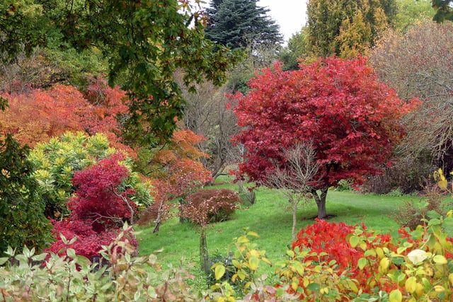 Autumn colours certainly help to cheer up the 'darker days', taken at the Hillier Gardens, Ampfield near Romsey.
