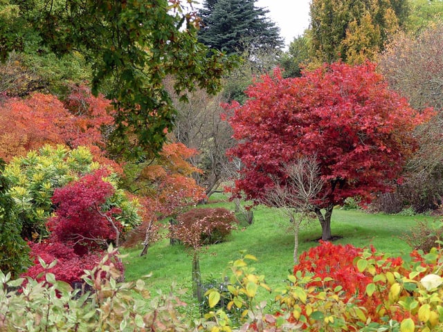 Autumn colours certainly help to cheer up the 'darker days', taken at the Hillier Gardens, Ampfield near Romsey.