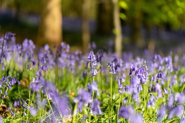 Pretty bluebells cover a thin stretch of woodland at Mapperley Wood Nature Reserve on the edge of Shipley Country Park every spring (photo:  Stock Adobe/Victor Mateos/Wirestock Creators)