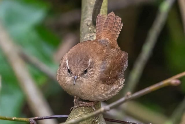 ​A wonderful close-up photo from Andy Gregory shows a wren resting in Buxton’s Pavilion Gardens.