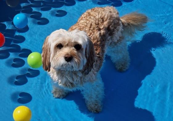 Lucy Siddall posted this photo of a pet playing with balls in a paddling pool.