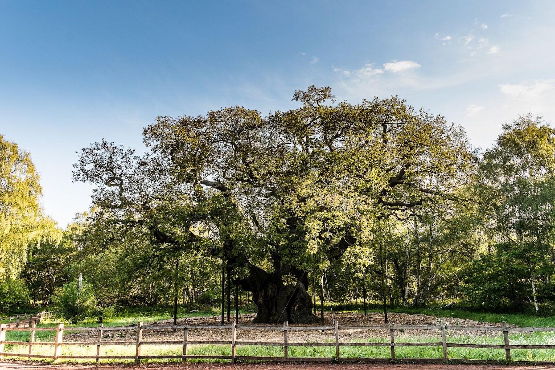 Rob Boss Tree End of an era for Robin Hood's world-famous Major Oak tree as experts ...