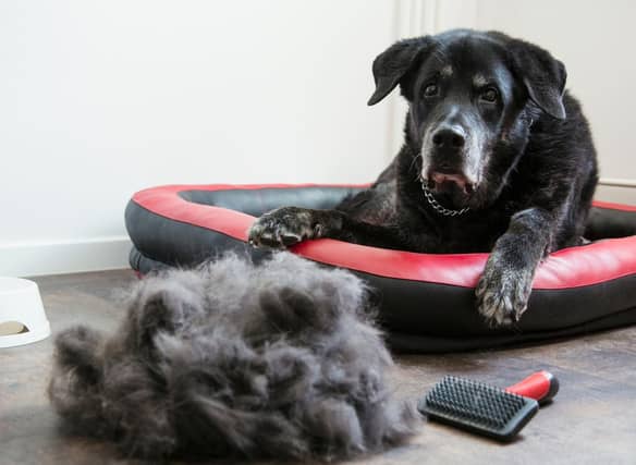 If you have allergies or don't want to spend extra time hoovering, there are certain dog breeds to avoid.