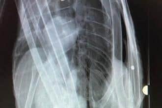 The X-ray of a swan shot six times in Wrexham.