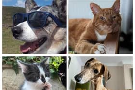 Derbyshire Times readers have been submitting photos of their rescue pets