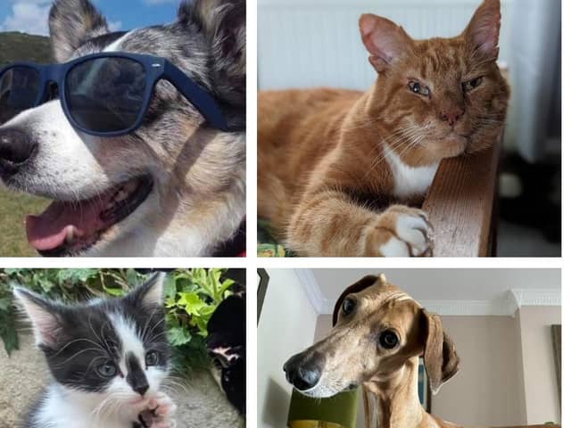Derbyshire Times readers have been submitting photos of their rescue pets