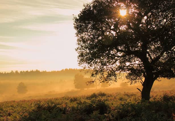 Golden haze. The tree appeared to stand out against the mist and early morning sunlight creating a very Autumnal and timeless scene.