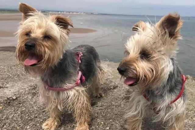 11-year-old Yorkshire Terriers Freya and Sofi enjoy a breath of sea air.