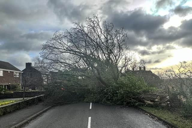 Swathwick Lane in Wingerworth completely blocked by a fallen tree as strong winds continue to batter Derbyshire.