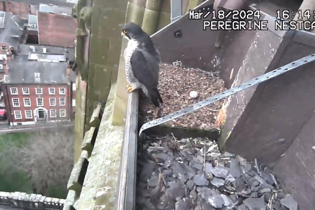 Peregrine falcons nest in high places such as urban towers and rural cliffs and have excellent binocular vision allowing them to see prey from as far as 3km away.