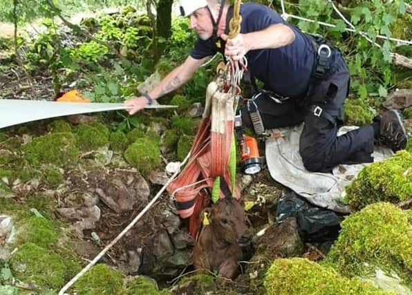 Fire crews rescued the calf after it fell around 20ft down an old mineshaft