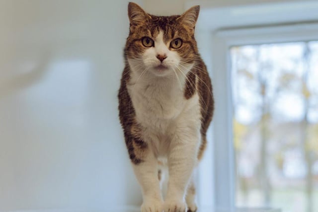Tiggy is a 10-year-old, short-haired female who loves lots of fuss and attention. An independent girl, she needs a house where she can go outside and explore and would prefer to be the only cat in the household. Tiggy could live with a family that have children aged 6 to 10 years.