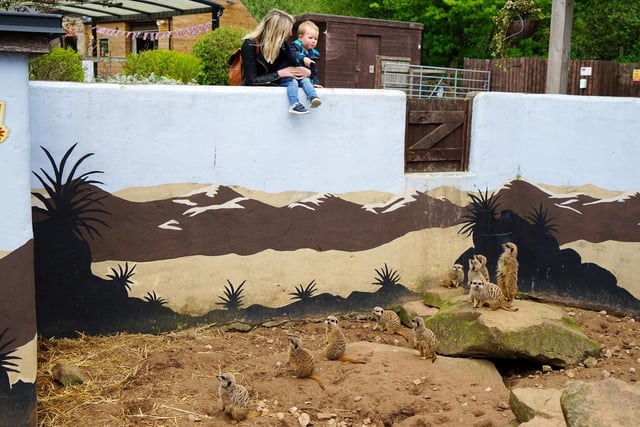 21 pictures show adorable animals and family activities at Matlock Farm ...