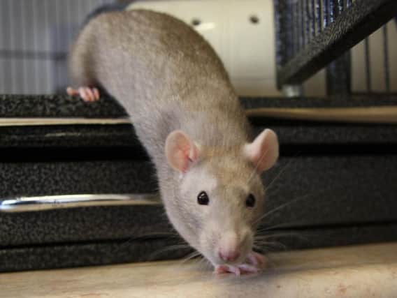 RSPCA staff are now caring for the rat, who they have named Midge