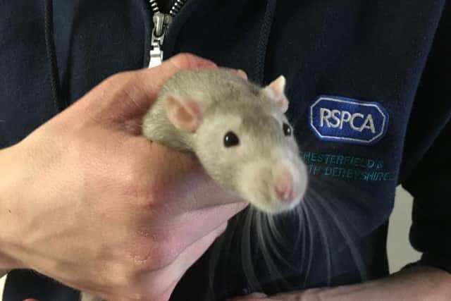 The female rat was found in a field by a passerby.
