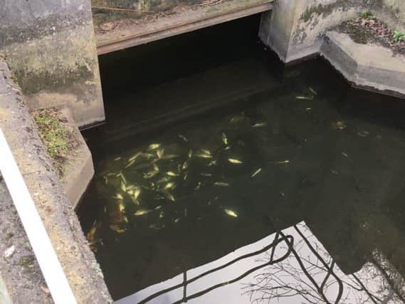 600 fish have been found dead.