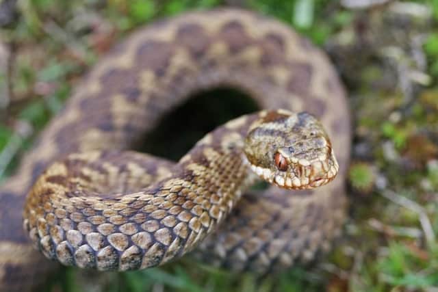 The common European viper (also known as adders) can be found right across mainland UK, is usually about two foot long and has a venomous bite. Watch out!