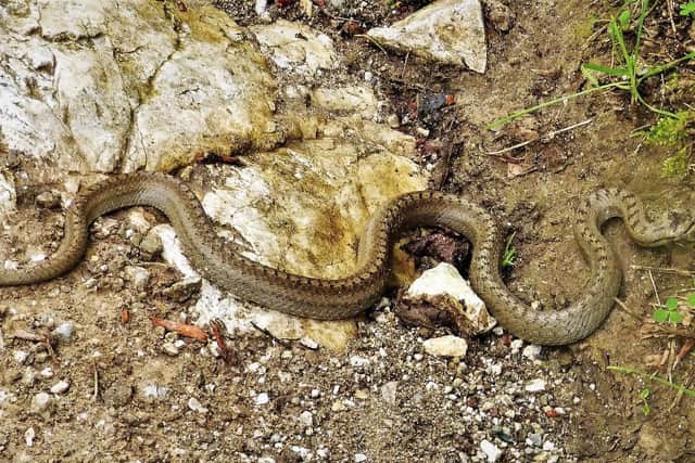 Smooth snakes are comparably rare, though they are most likely to be found in Devon, Dorset, Hampshire, Surrey or West Sussex. Thinner than adders and with no venom.