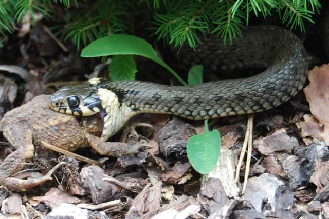 The grass snake favours habitats close to sources of water and can swim well. This non-venomous snake is the largest snake native to Britain.