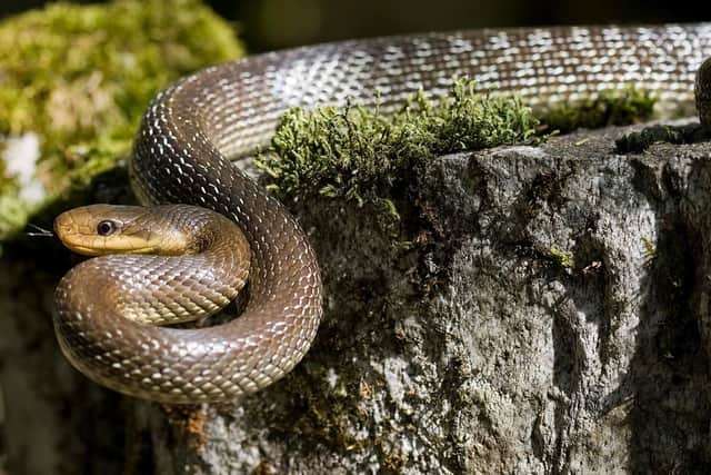 These could be found in London or North Wales neighbourhoods, feed on rodents such as rats and are also non-venomous. Phew.