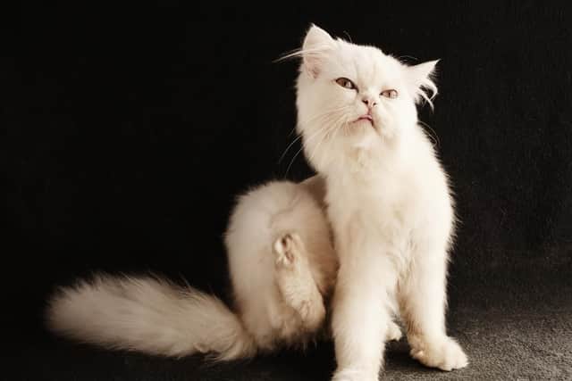 Got a pet that keeps tittling? You might need some flea powder to stop their itching.
