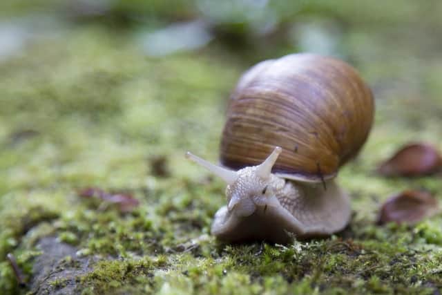 Dogs can catch a dangerous lungworm infection if they accidentally eat a slug or snail that carries the larvae of the parasite.