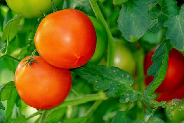 Tomato leaves, azaleas and every part of a lily could be poisonous to dogs and cause vomiting, diarrhoea or even death. Unripe and green potatoes can also be very dangerous.
