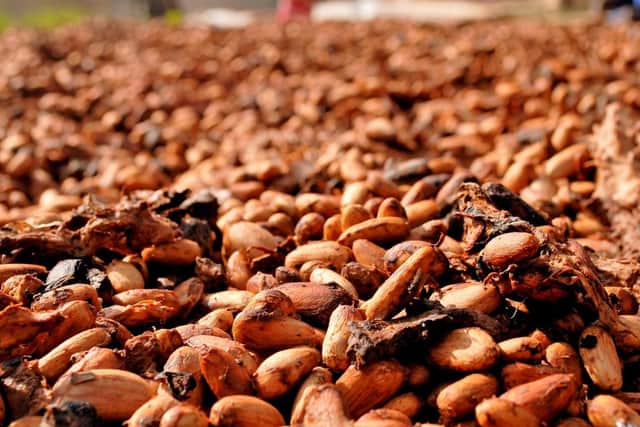 Garden mulch bedding made from cocoa beans can be dangerous for dogs because it contains theobromine, the hazardous ingredient that is in chocolate, and can cause vomiting and muscle or heart problems.